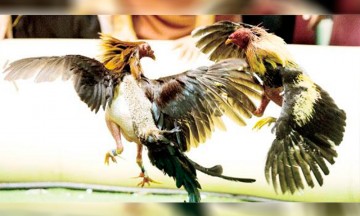 Se roban 48 gallos de pelea en Xochitlán Todos Santos